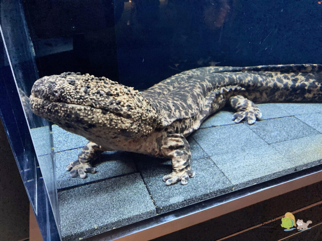 京都府】「京都水族館」①－思ったよりたくさんいるオオサンショウウオ 