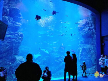 【京都府】「京都水族館」②－個性的なオットセイ・アザラシ・ペンギンたちにダイナミックな「京の海」－